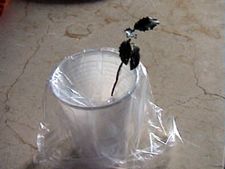 arbolito 003.JPG